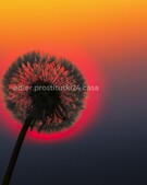 Анкета проститутки Кристина - метро Выхино-Жулебино, возраст - 34